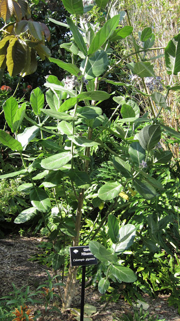 Calotropis gigantea