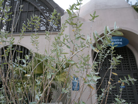 Calotropis gigantea