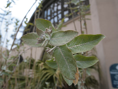 Calotropis gigantea