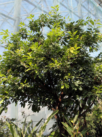 Ficus superba var. japonica