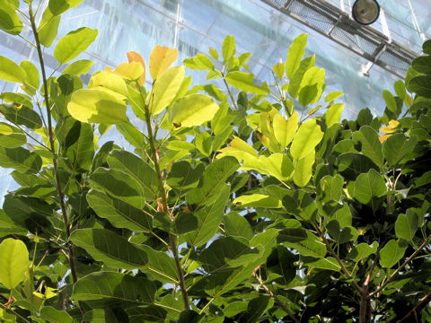 Ficus superba var. japonica