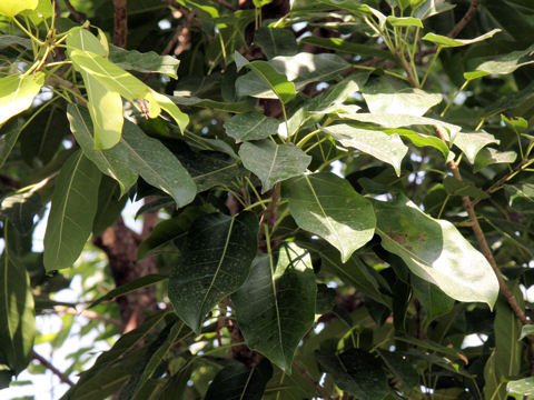 Ficus superba var. japonica