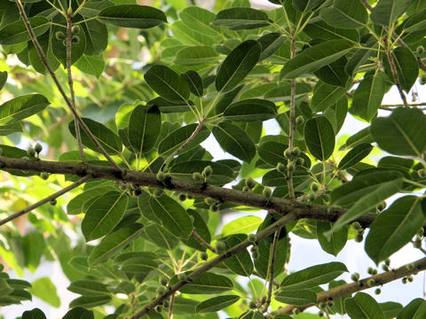 Ficus superba var. japonica