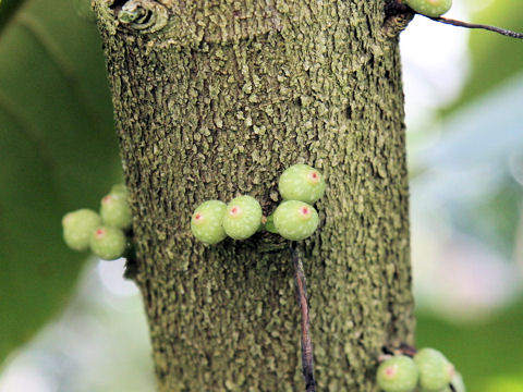 Ficus superba var. japonica
