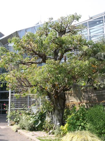 Ficus superba var. japonica