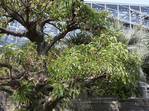 Ficus superba var. japonica