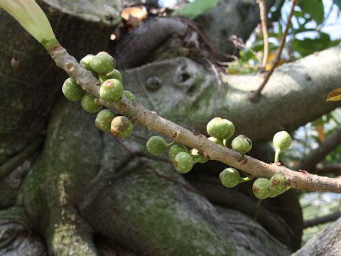 Ficus superba var. japonica