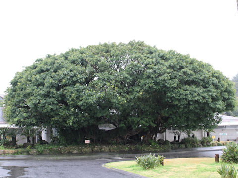 Ficus superba var. japonica