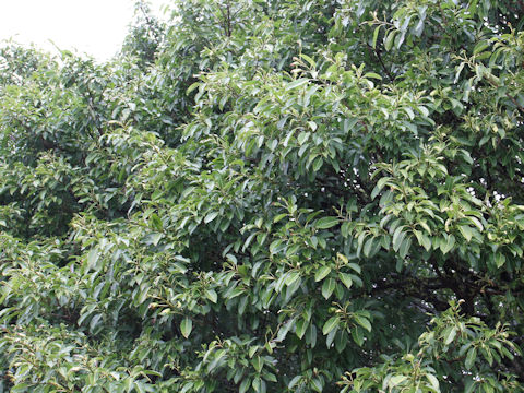 Ficus superba var. japonica