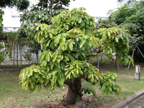 Ficus superba var. japonica