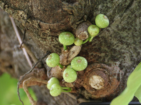 Ficus superba var. japonica