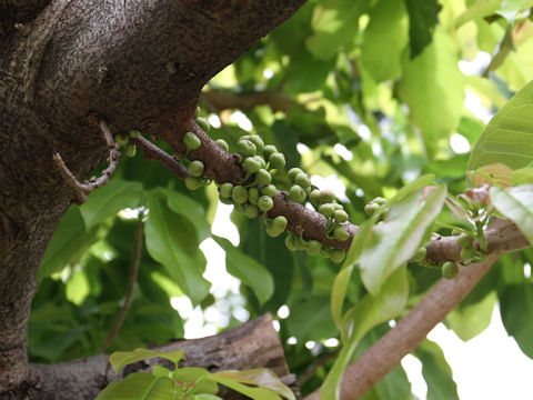 Ficus superba var. japonica