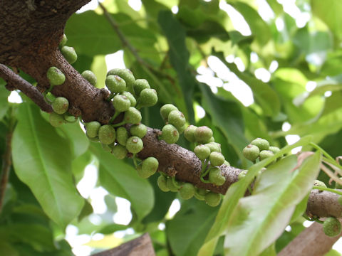 Ficus superba var. japonica