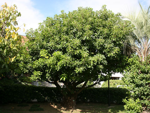 アコウ (Ficus superba var. japonica)
