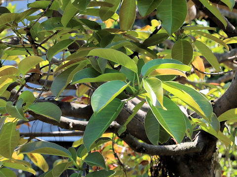 Ficus superba var. japonica