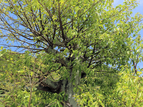 Ficus superba var. japonica