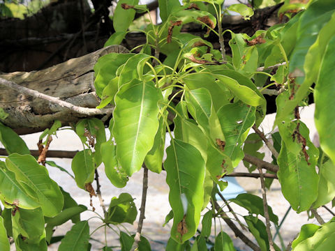 Ficus superba var. japonica