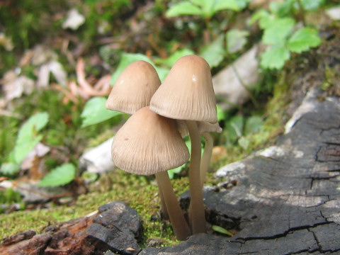 Mycena stipata