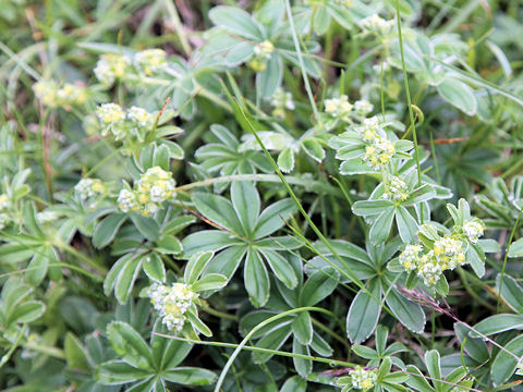 Alchemilla conjuncta