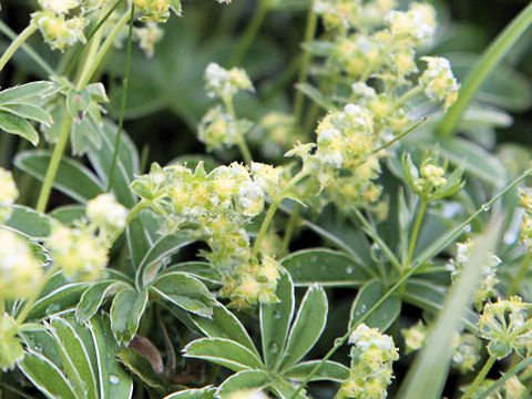 Alchemilla conjuncta