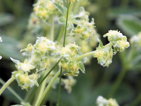 Alchemilla conjuncta