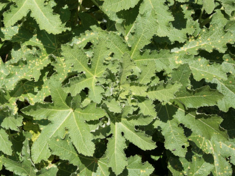 Alcea ficifolia