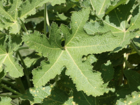 Alcea ficifolia