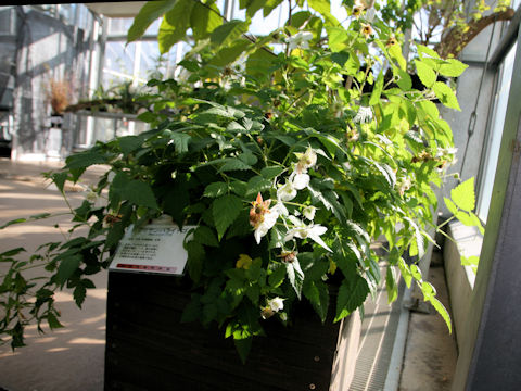 Rubus piptopetalus