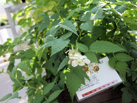Rubus piptopetalus