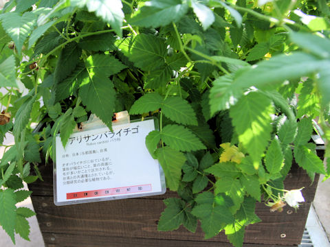 Rubus piptopetalus