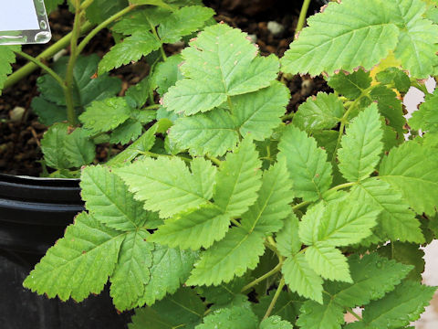 Rubus piptopetalus