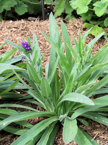 Anchusa officinalis