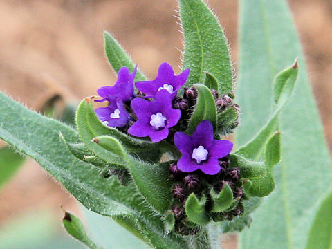 Anchusa officinalis