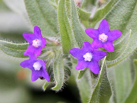 Anchusa officinalis