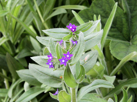 Anchusa officinalis