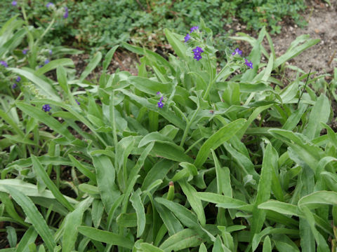 Anchusa officinalis