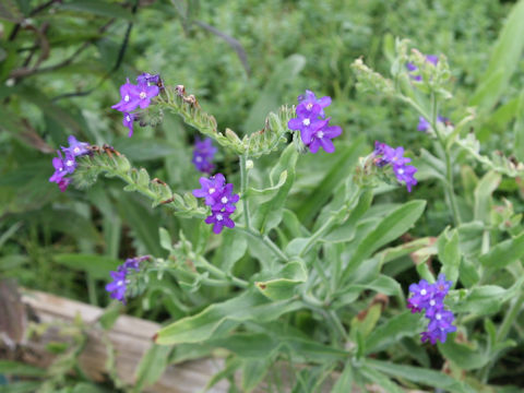 Anchusa officinalis