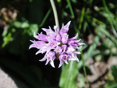 Allium acuminatum