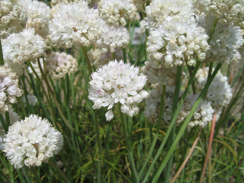 Allium amplectens