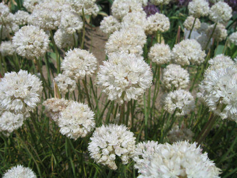 Allium amplectens