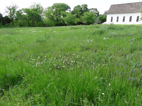 Allium canadense var. canadense