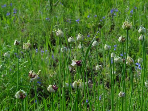 Allium canadense var. canadense