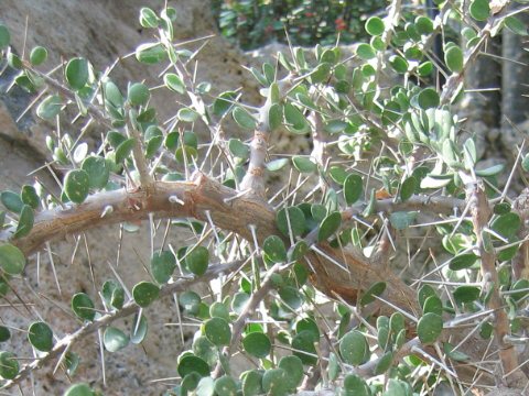 Alluaudia comosa