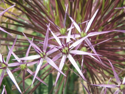 Allium cristophii