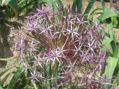 Allium cristophii