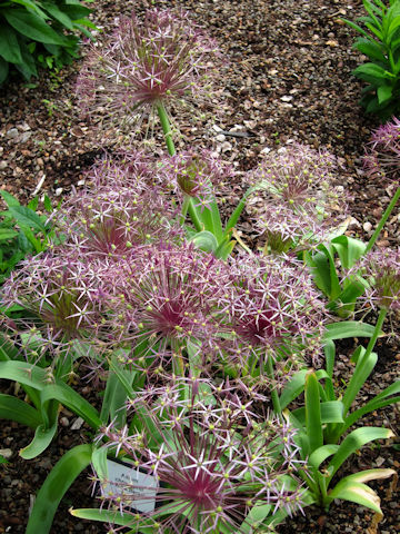 Allium cristophii