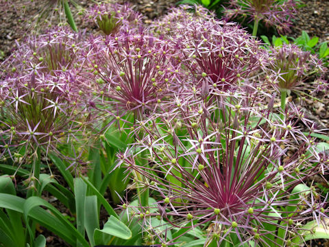 Allium cristophii