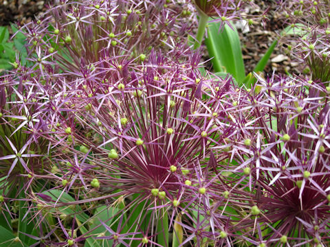 Allium cristophii