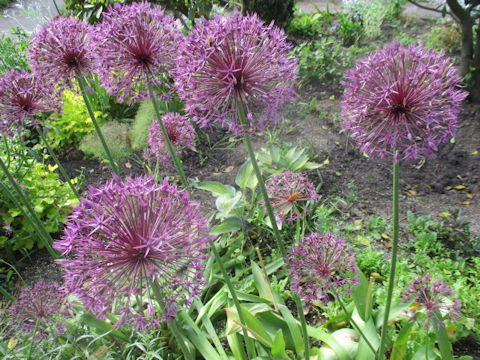 Allium cristophii