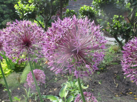 Allium cristophii